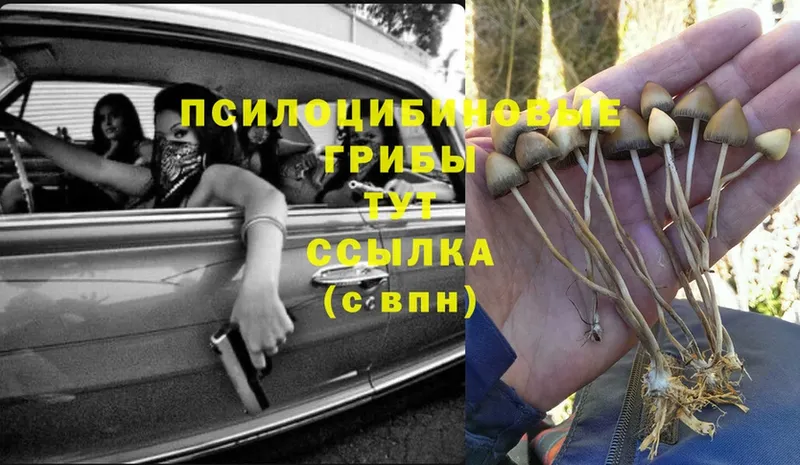 как найти закладки  Райчихинск  Галлюциногенные грибы Psilocybine cubensis 